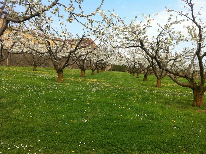 Cerisiers plein vent taillés