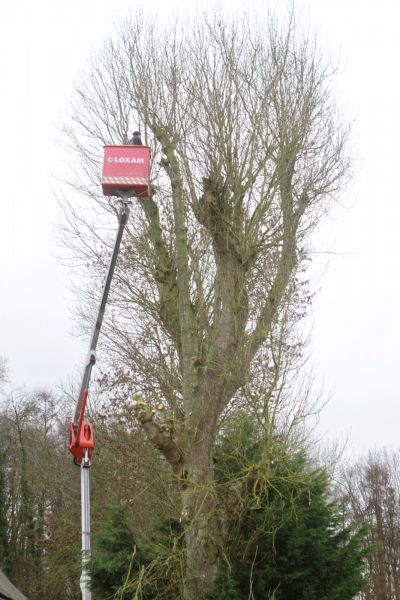Elagage d'arbres de trés grande hauteur prés de batiments en Seine Maritime 76