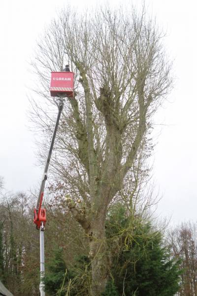Taille de grands arbres avec naçelle à Bacqueville en caux 76730
