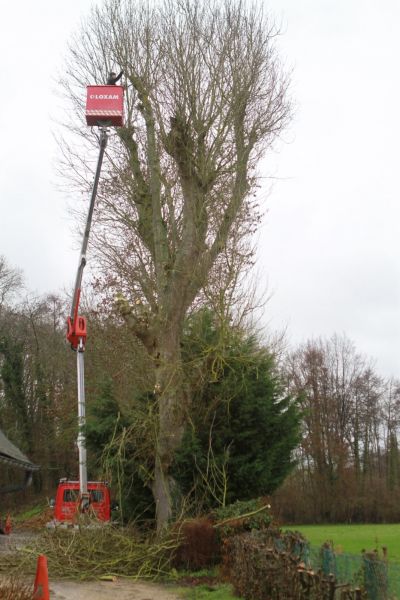 Elagage d'arbres dangeureux dans la région dieppoise 76200