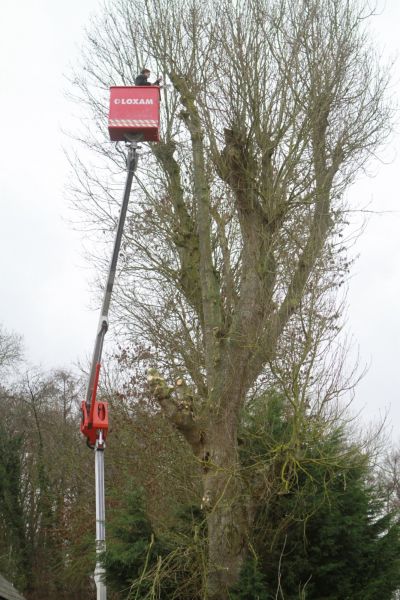 Entretien d'arbres d'alignement de grande hauteur dans la région de Auffay 76