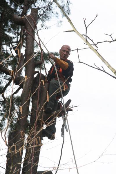 Travaux d'élagage de grande hauteur en Normandie