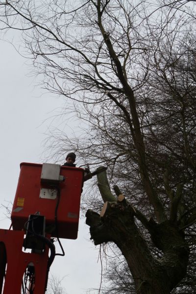 Taille du saule à l'aide d'une nacelle en Seine Maritime 76