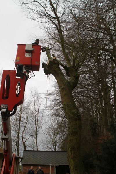 Rabattage du saule dangeureux pour le toit  dans la région Dieppoise 76200