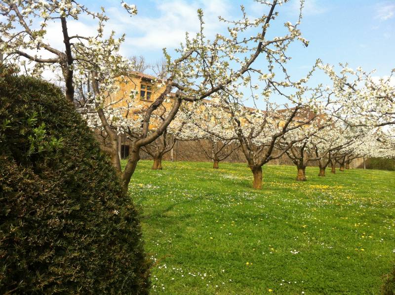 Arbres fruitiers taillés