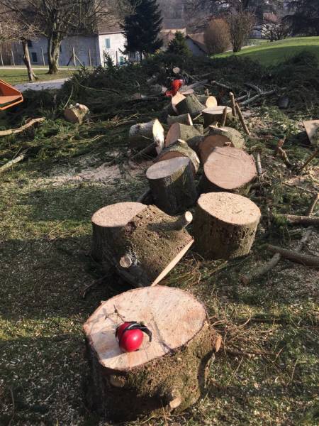 Abattage d'arbre trop prés de la maison région de Rouen