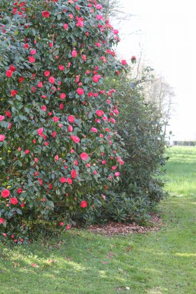 Entretien de haie fleurie prés de Dieppe 76200