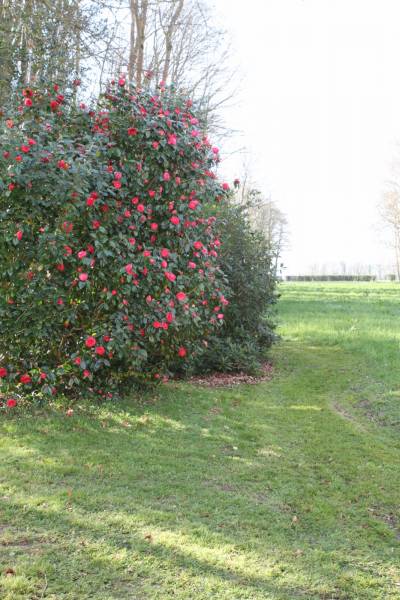 Camélia prés de la falaise à Dieppe 76200