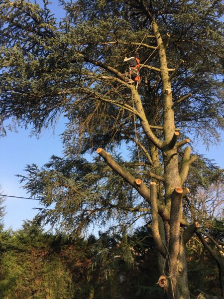 Abattage d'arbres par démontage a caus e de la proximité des batiments