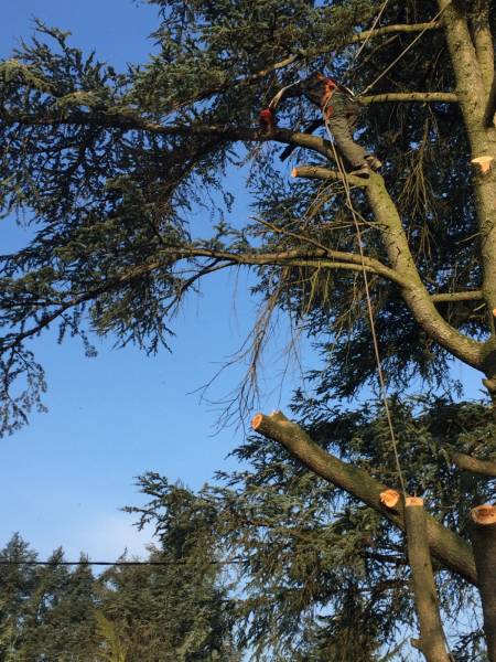 Demontage d'arbre dangeureux à coté de Rouen 76000