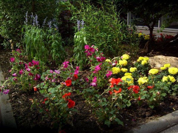 Plantation de plantes annuelles à l'hopital de Dieppe