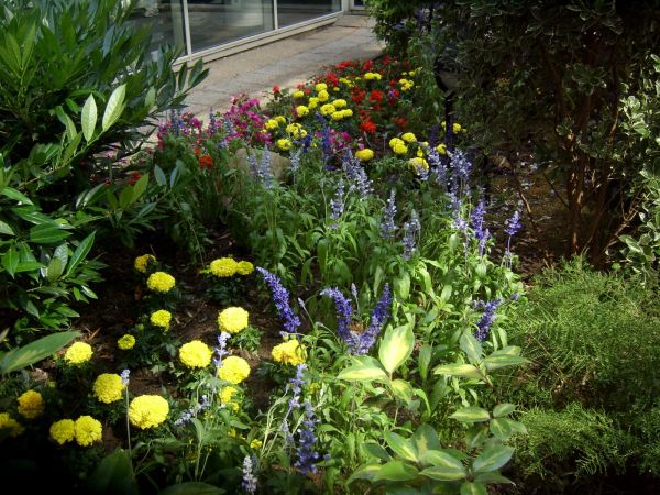 Plantation d'annuelles à l'hopital de Deippe 76200