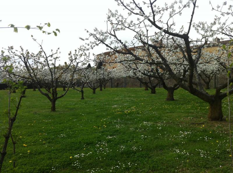 Taille d'arbres fruitiers pommiers 76
